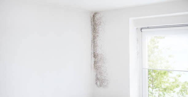 Best Basement Mold Removal  in Eloy, AZ