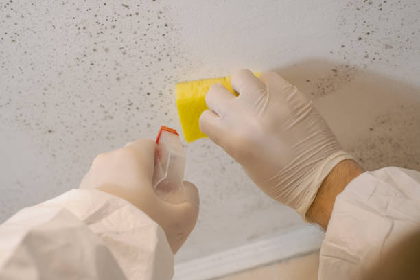 Best Air Quality Testing for Mold Spores  in Eloy, AZ