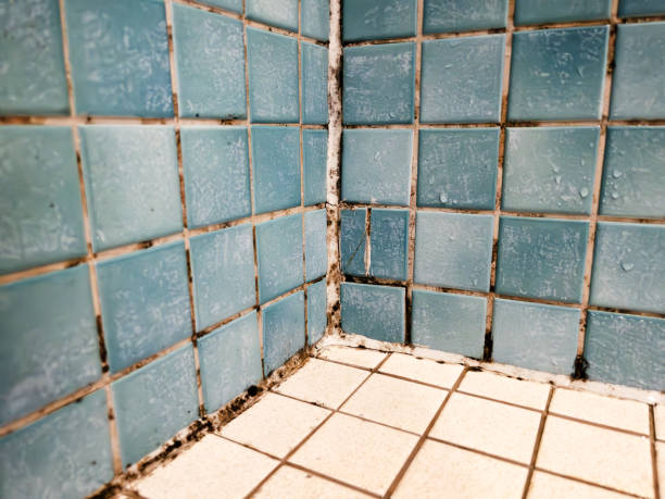 Best Airborne Mold Testing  in Eloy, AZ