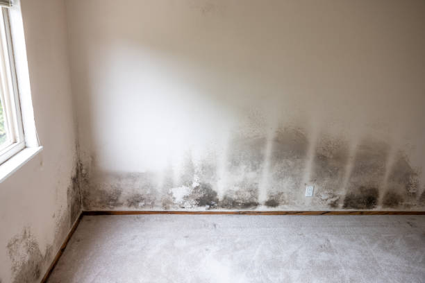 Best Real Estate Mold Inspection  in Eloy, AZ
