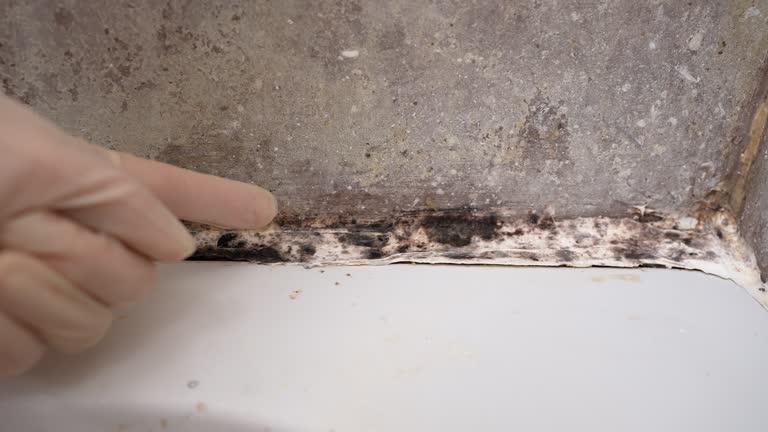 Mold Removal for HVAC Installations in Eloy, AZ